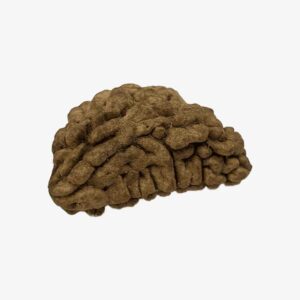 Rudraksha